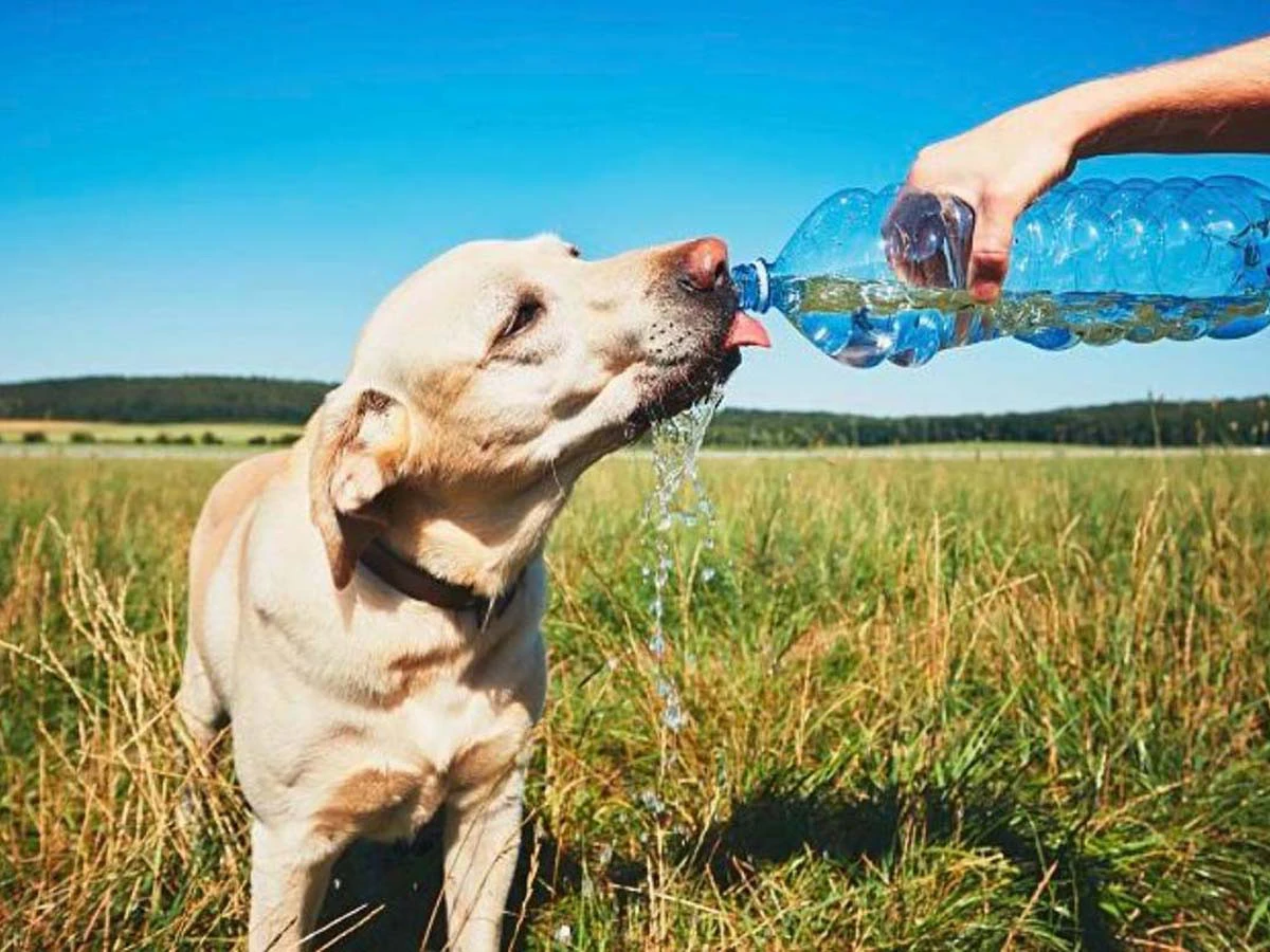  Flüssigkeitsaufnahme von Hunden 