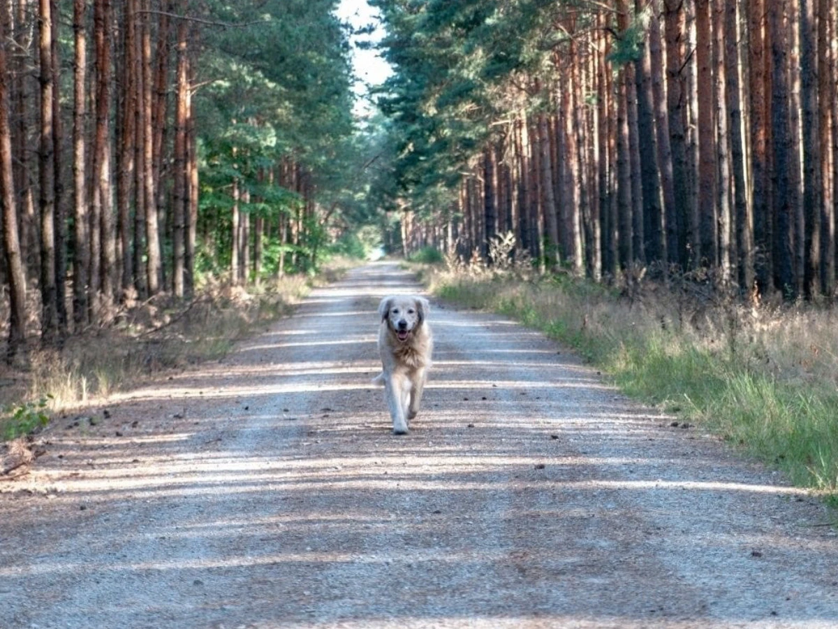  Hund Golden Retriever läuft durch Waldweg 