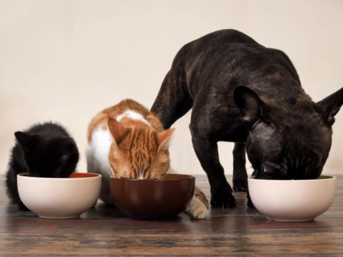  Hund und Katze essen von einem Fressnapf 