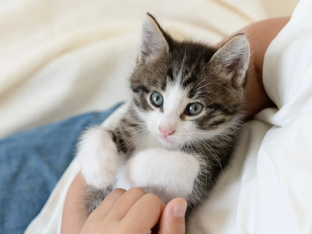  Babykatze wird im Arm gehalten 
