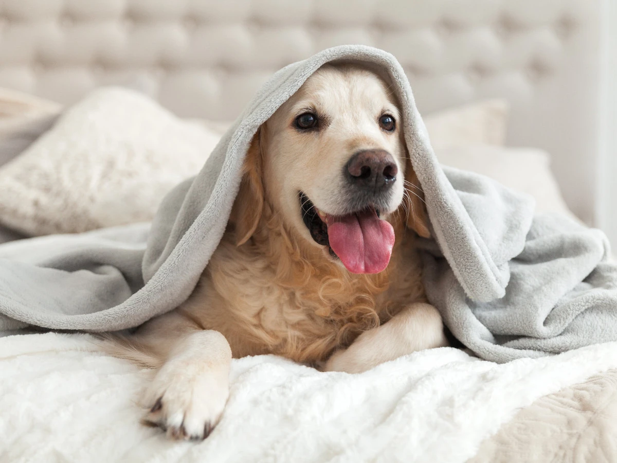  Haustier wärmt unter einer Decke an kalten Wintertagen. 